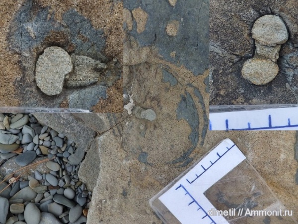 палеоген, ихнофоссилии