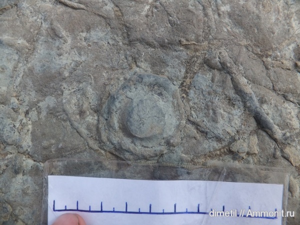 палеоген, палеоцен, ихнофоссилии