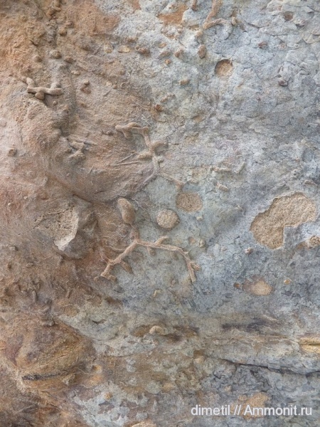 верхний мел, ихнофоссилии, маастрихтский ярус, Upper Cretaceous