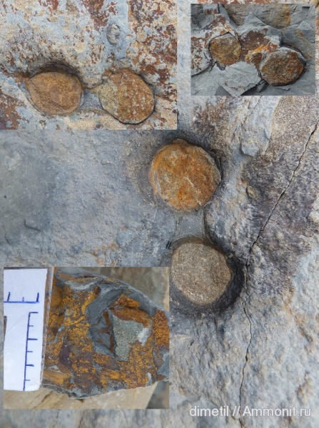 ихнофоссилии, Arenicolites