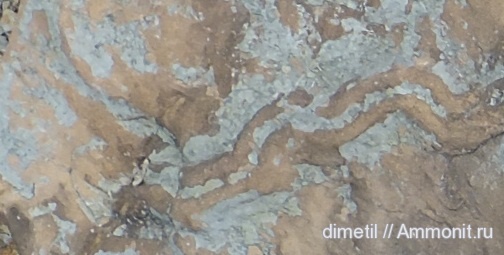 палеоцен, ихнофоссилии, Scolicia