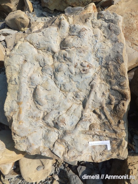 палеоцен, ихнофоссилии