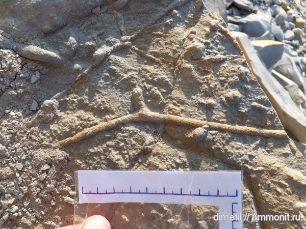 ихнофоссилии