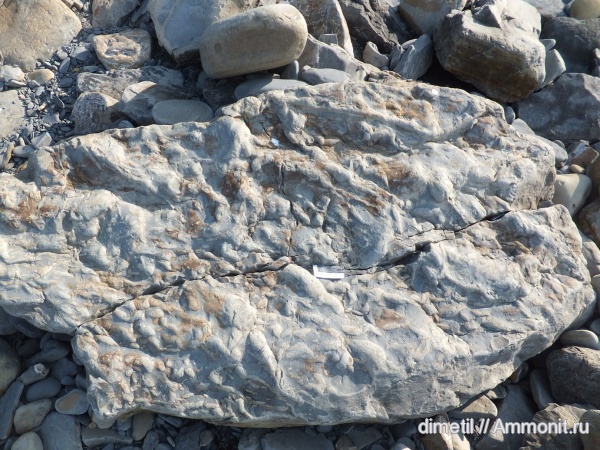 палеоген, ихнофоссилии