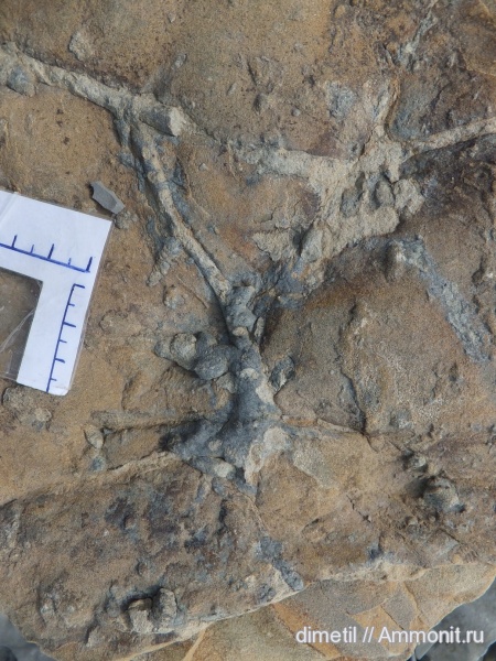 палеоген, ихнофоссилии