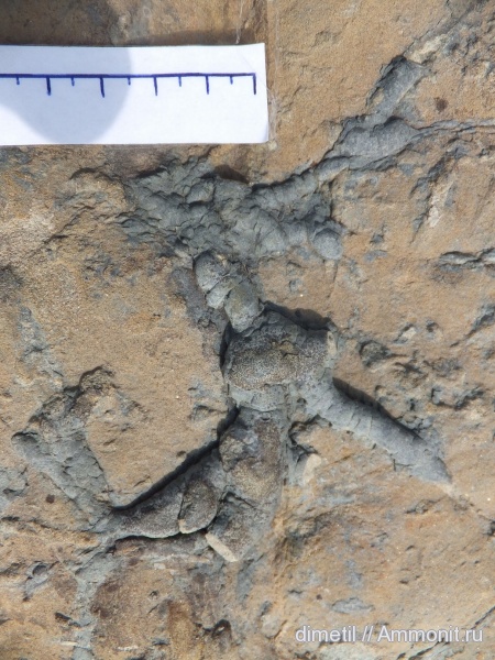 палеоген, ихнофоссилии