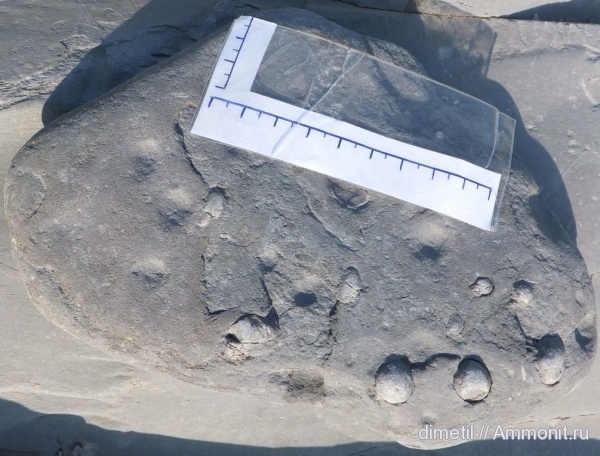 верхний мел, ихнофоссилии, Arenicolites, Upper Cretaceous