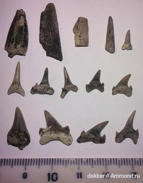 Cenomanian, Cretaceous