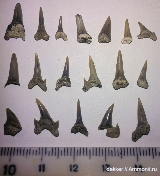 Cenomanian, Cretaceous