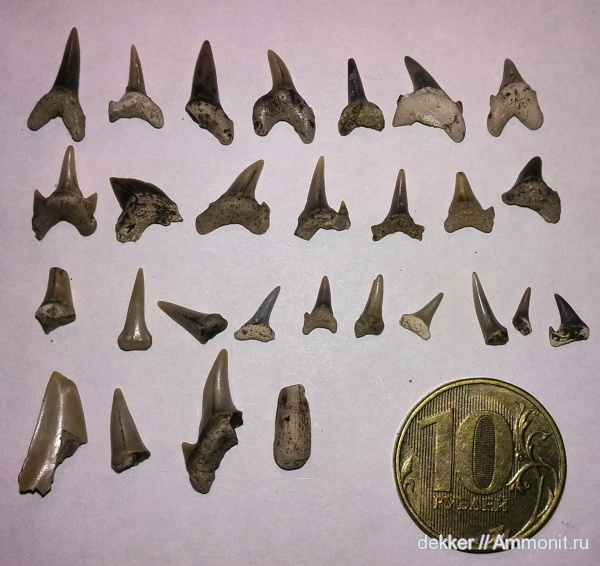 Cenomanian, Cretaceous