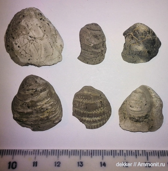 Cenomanian, Cretaceous