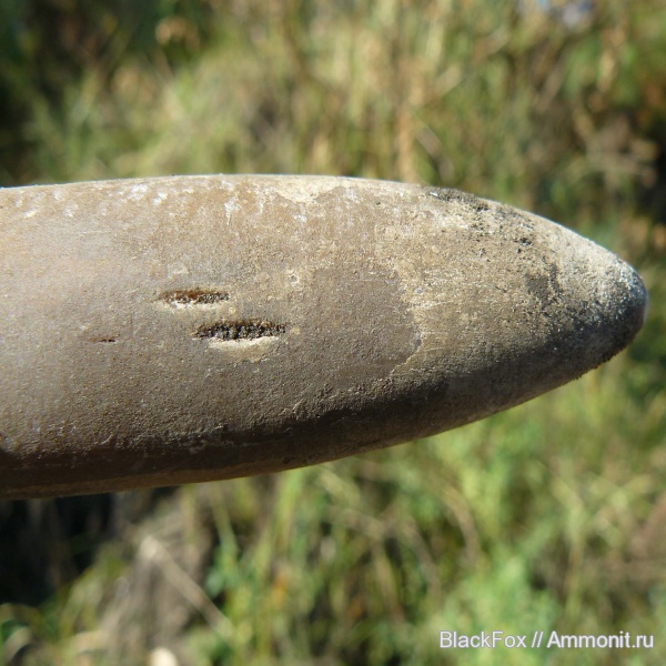 белемниты, belemnites