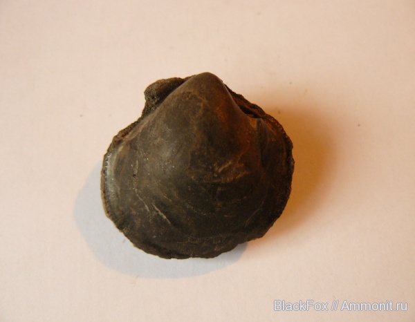 Astarte, Astarte rouillieri