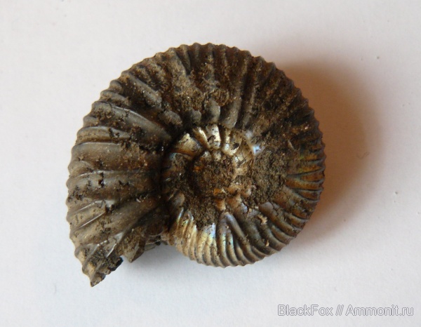 Virgatites, Virgatites pallasianus