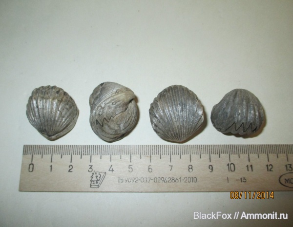 Mosquella oxyoptycha