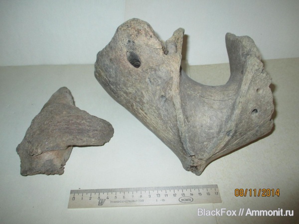 Mammuthus primigenius, Mammuthus, Ovibos moschatus