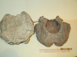 Череп и фрагмент черепа овцебыка (Ovibos moschatus)