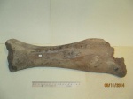 Часть большой берцовой кости от ноги мамонта (Mammuthus primigenius)
