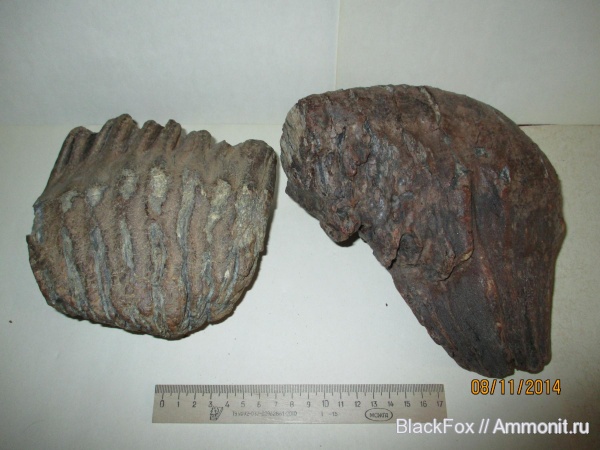 Mammuthus primigenius, Mammuthus