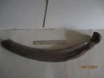 Заднее ребро мамонта (Mammuthus primigenius)