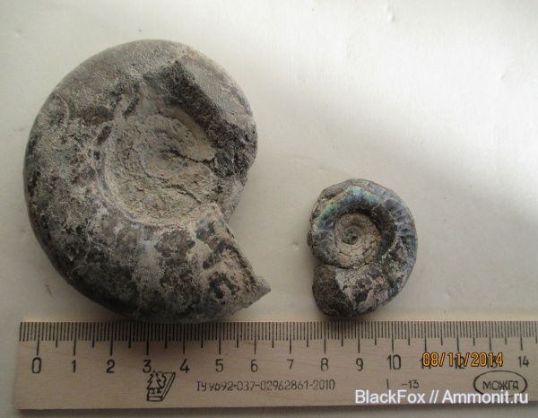 Kachpurites, Kachpurites fulgens, Volgian