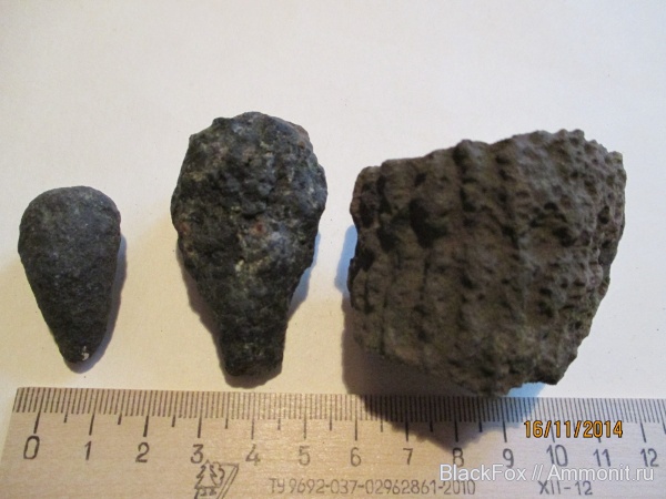 Sphenaulax argillaceus