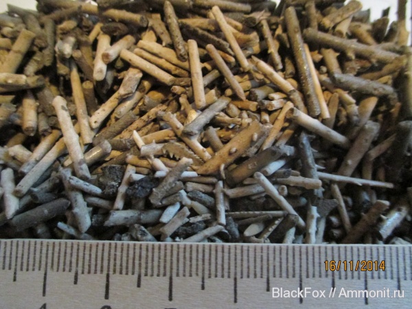 Rhabdocidaris, Rhabdocidaris anceps