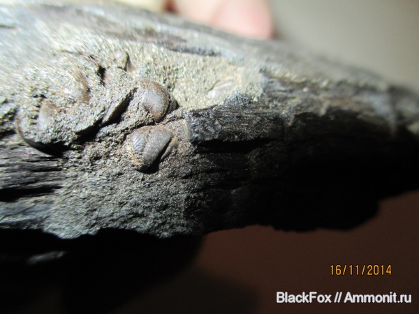 древоточцы