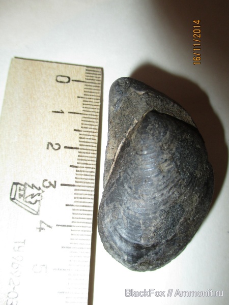 Buchia, Buchia fischeriana