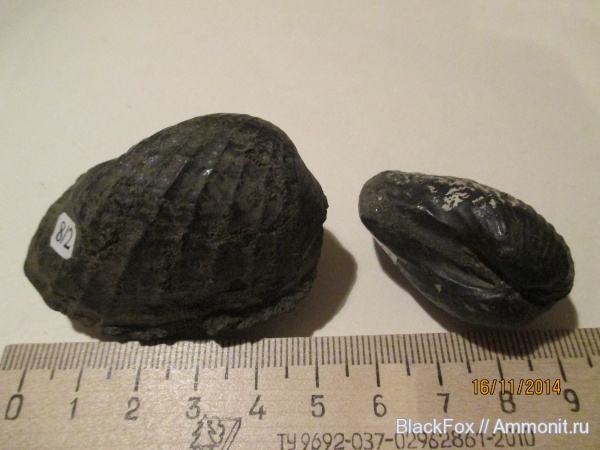 Pholadomya, pholadomya oviformis