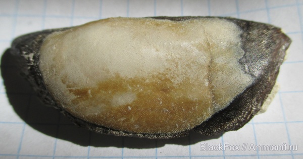 Sandalodus, sandalodus minor