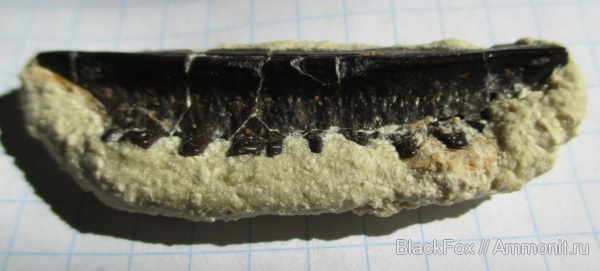 Polyrhizodus, Petalodontiformes, Polyrhizodus concavus, Polyrhizodus longus