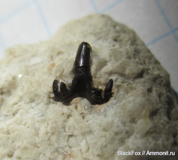 Glikmanius occidentalis