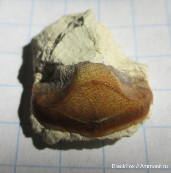 Petalodontiformes, Petalorhynchus