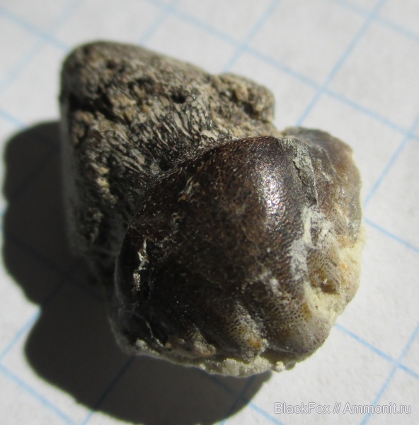 Petalodontiformes, Petalorhynchus