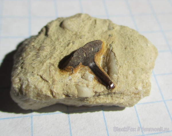 Glikmanius occidentalis