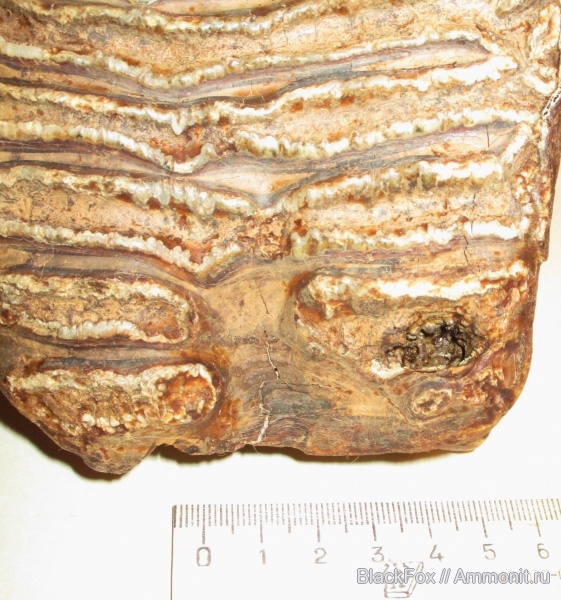 Mammuthus primigenius