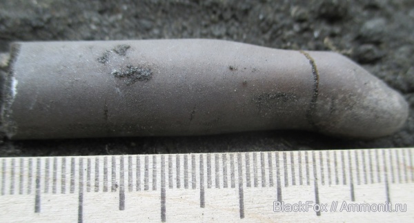 прижизненные повреждения, Belemnitida