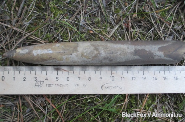 Belemnitida, Eulagonibelus, eulagonibelus volgensis