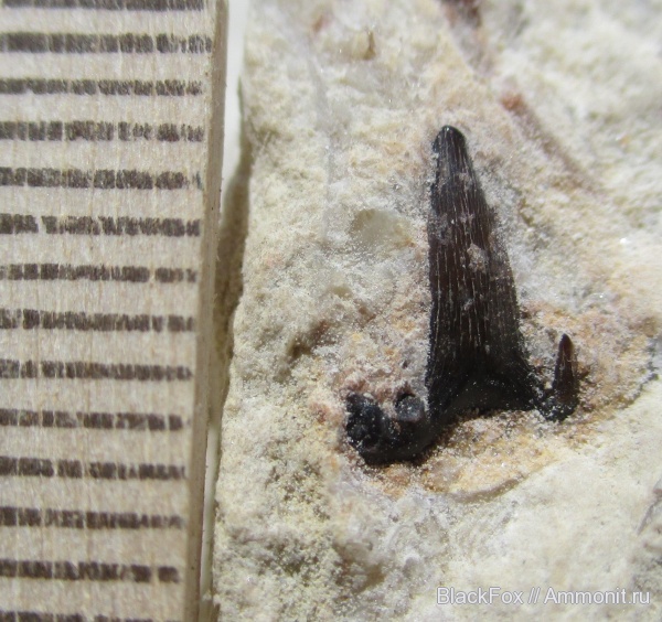 Glikmanius occidentalis