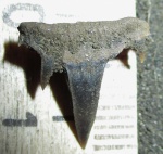 Зуб "Sphenodus" stschurowskii