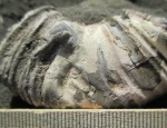 Фрагмент раковины аммонита из рода Virgatites