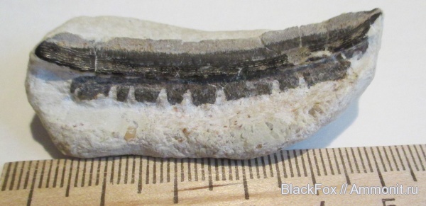 Polyrhizodus, Petalodontiformes, Polyrhizodus concavus, Polyrhizodus longus