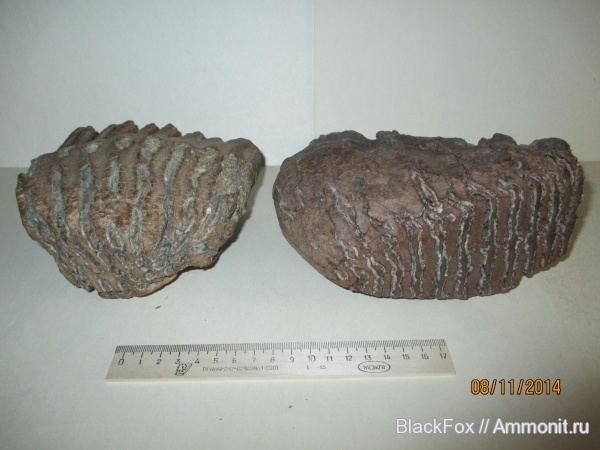 Mammuthus primigenius