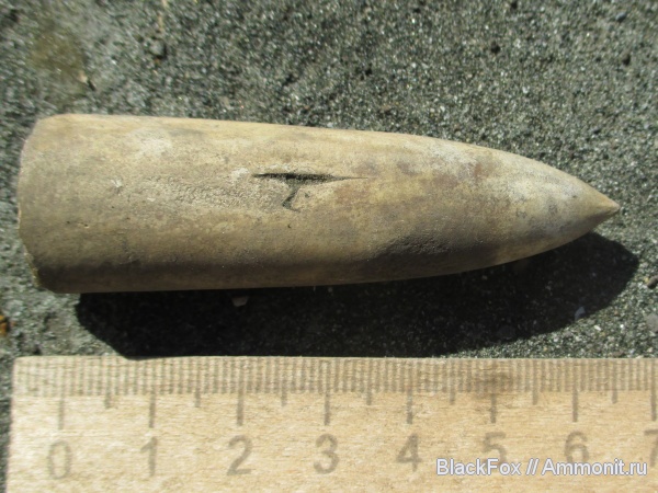 прижизненные повреждения, Belemnitida