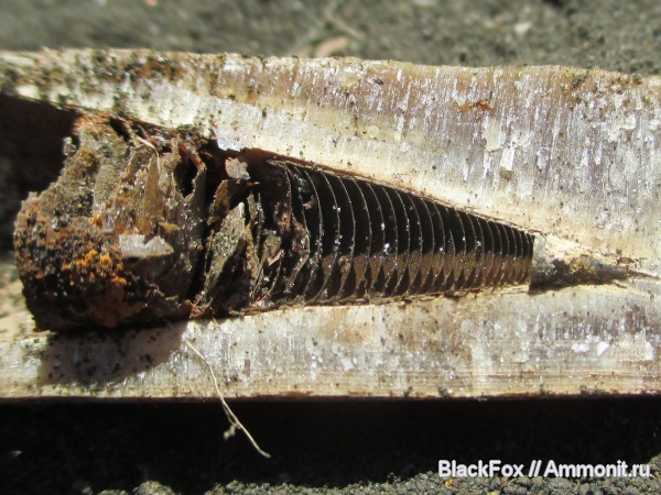 фрагмоконы, Belemnitida