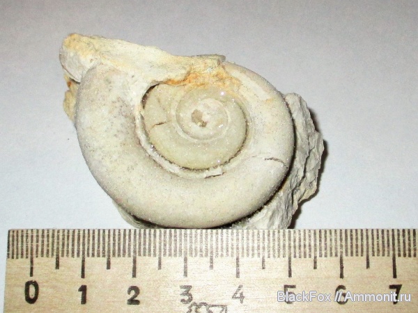 Gastropoda