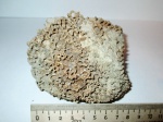 Колония коралла из рода Syringopora