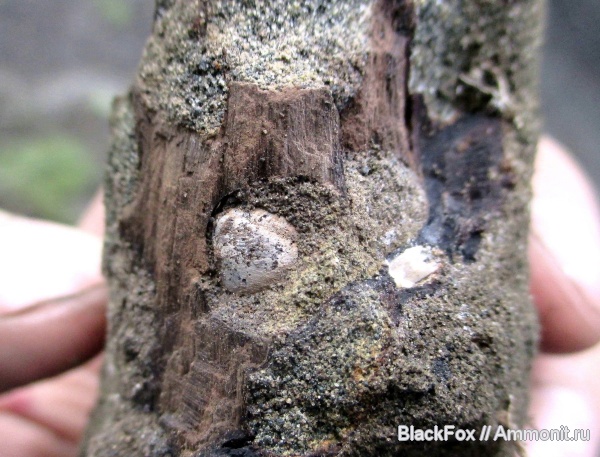 древоточцы