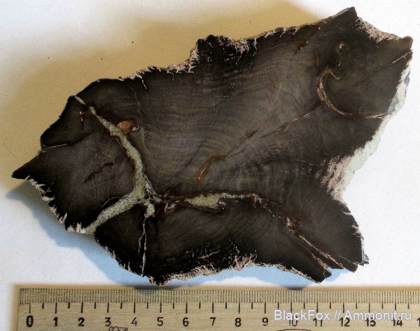 покрытосеменные